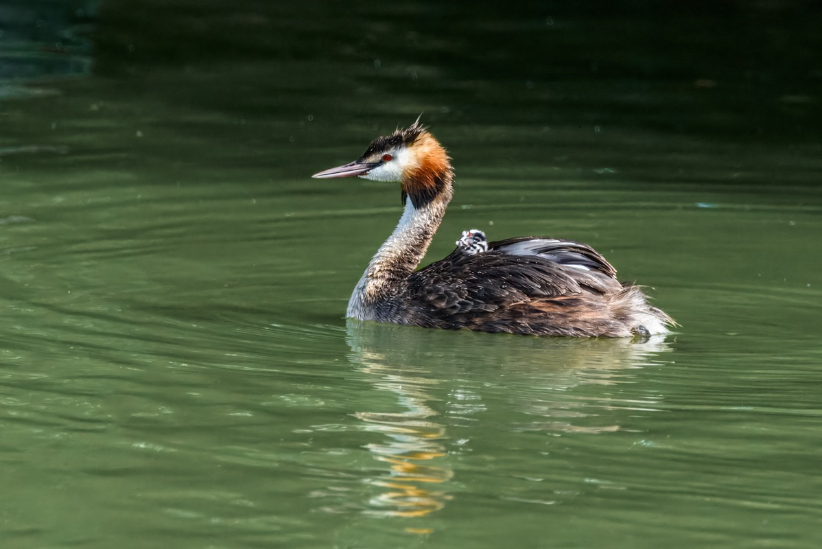 Great Crested Grebe