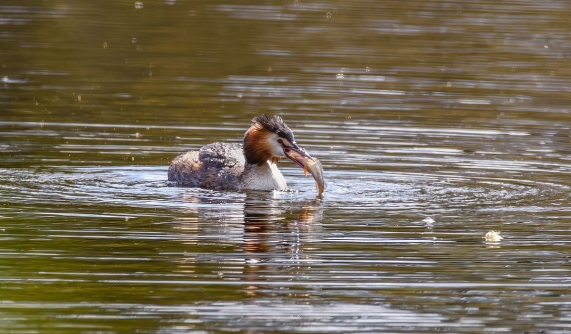 Great Crested Grebe