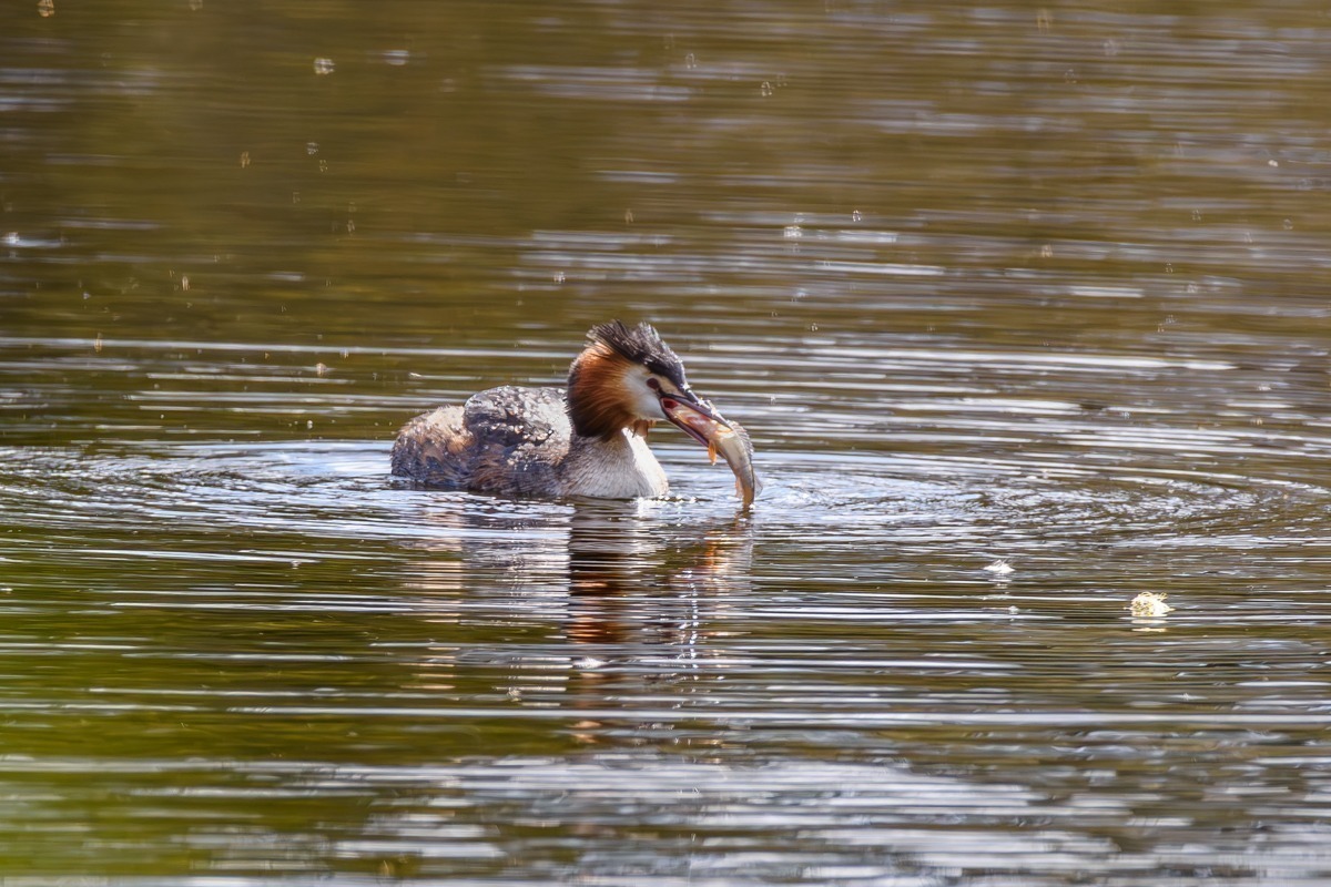 Great Crested Grebe