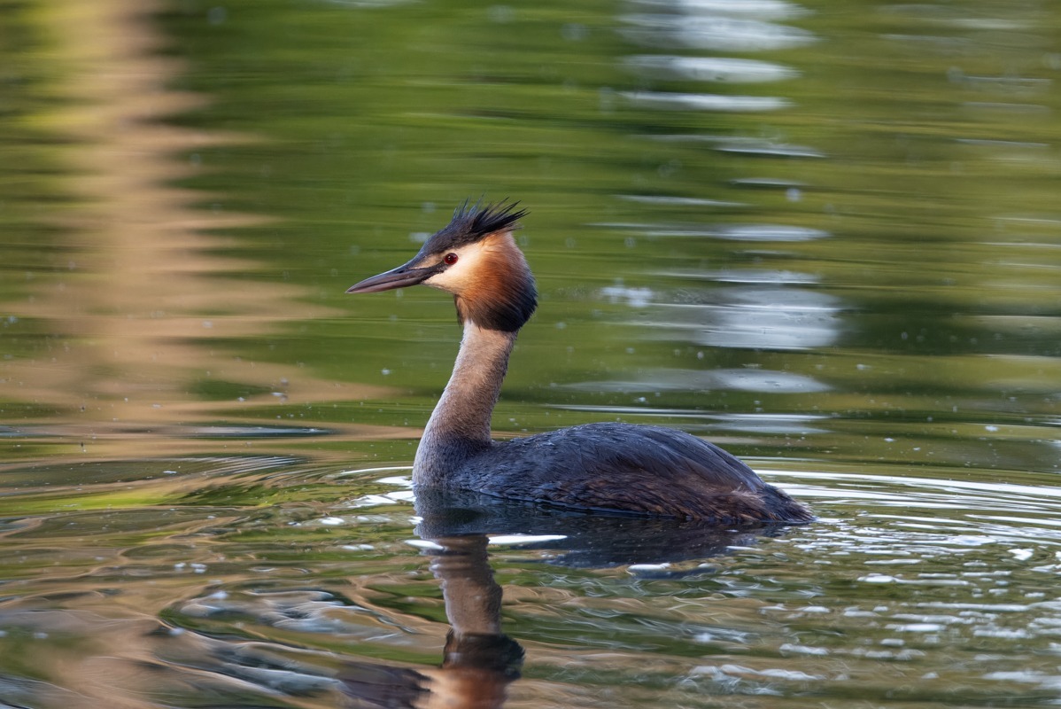 Great Crested Grebe