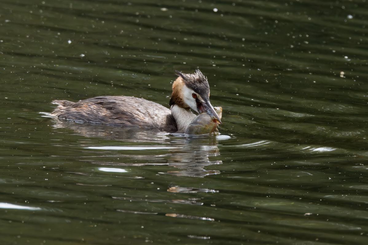 Great Crested Grebe