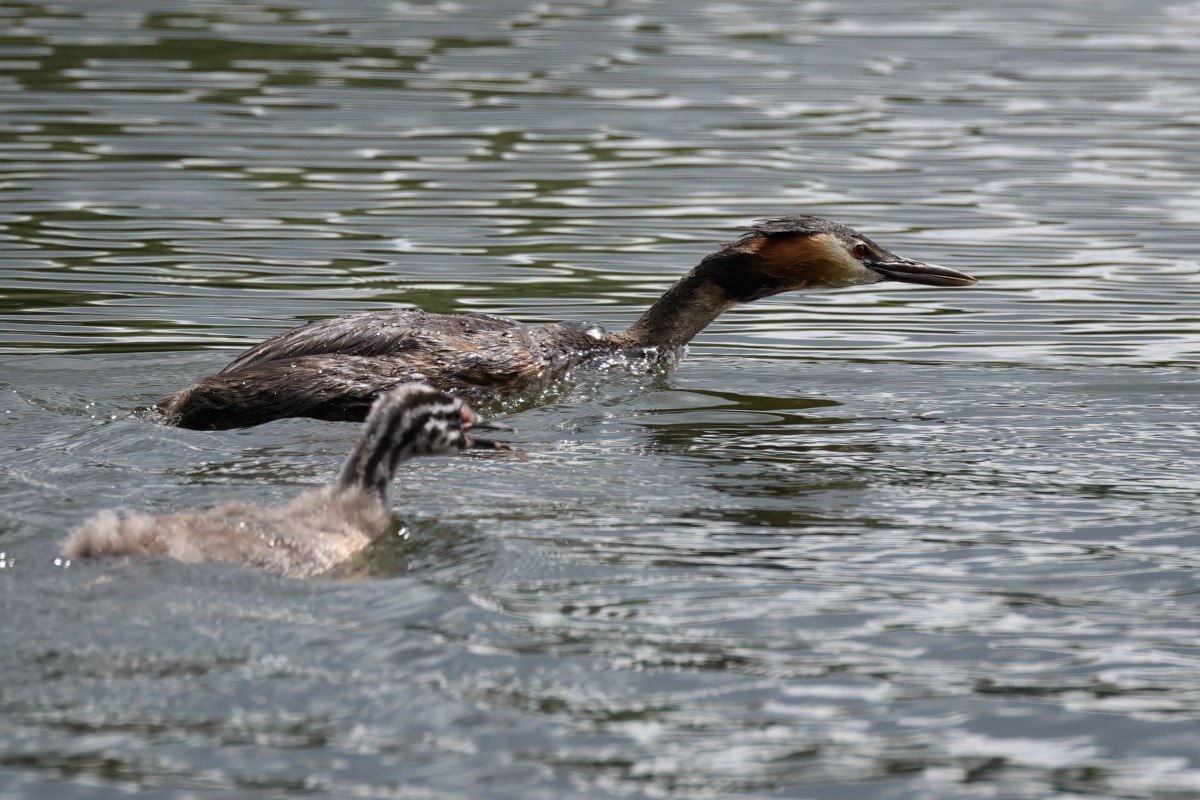 Great Crested Grebe