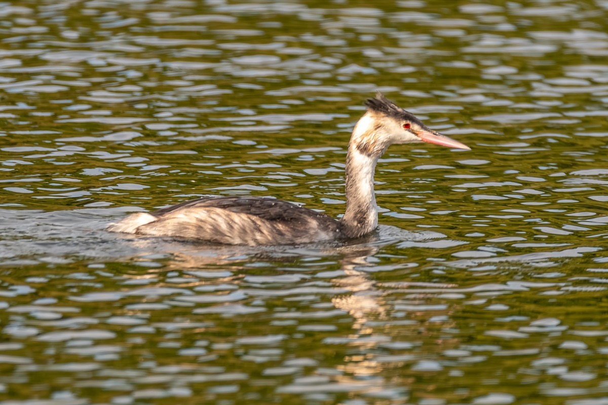 Great Crested Grebe