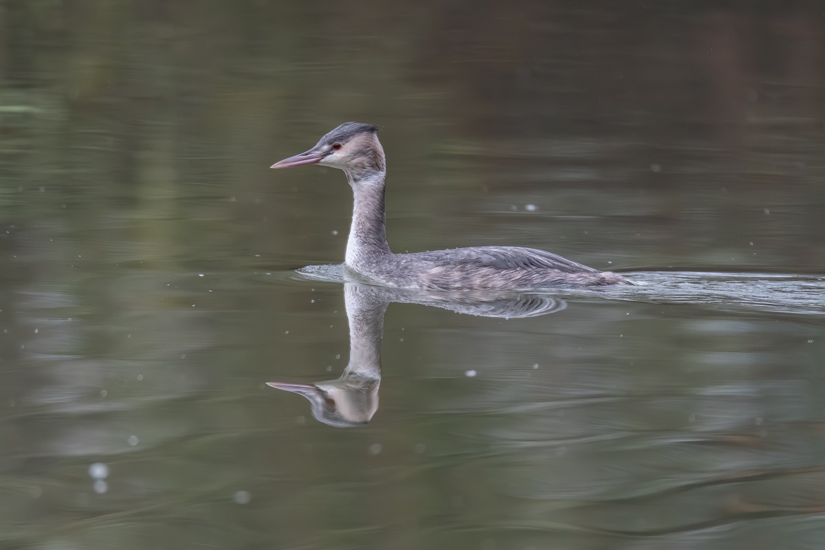 Great Crested Grebe