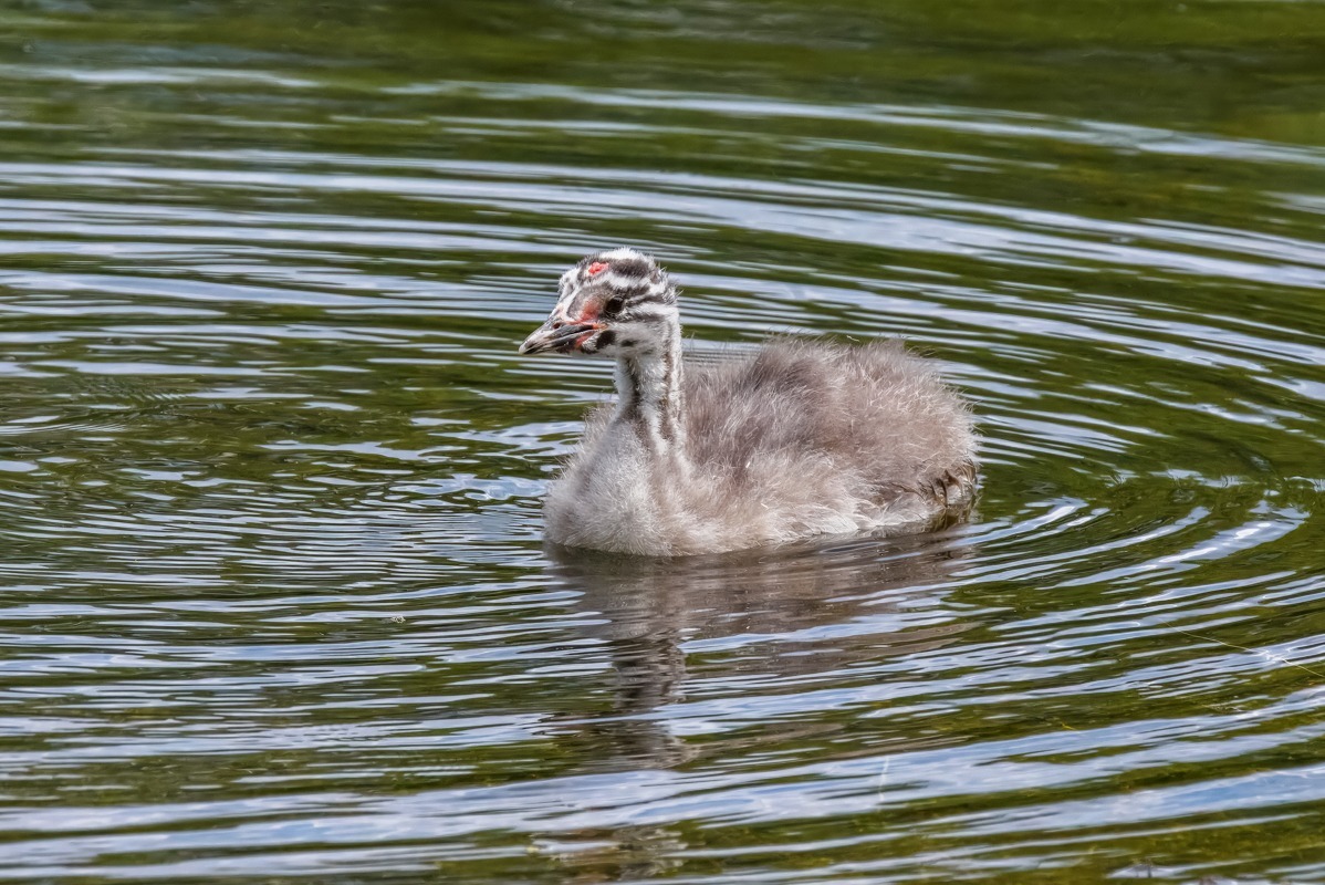 Great Crested Grebe