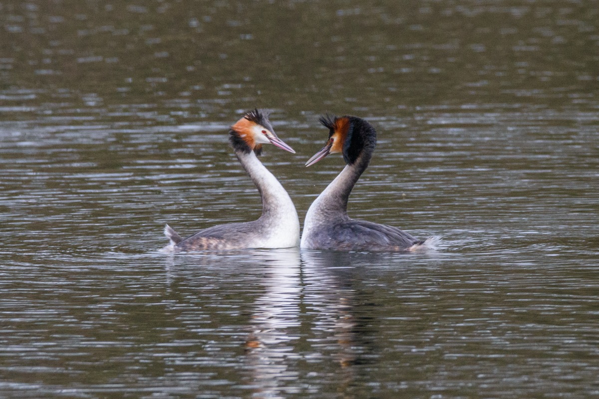 Great Crested Grebe