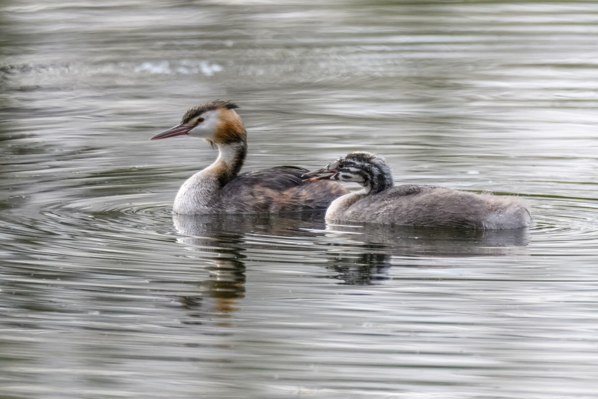 Great Crested Grebe