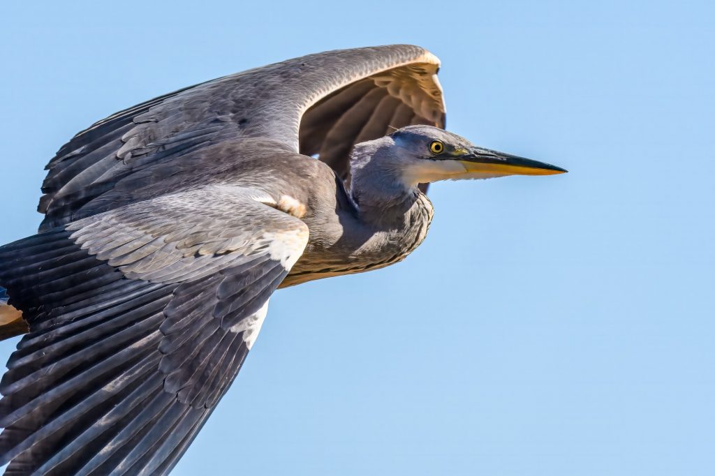 Grey Heron