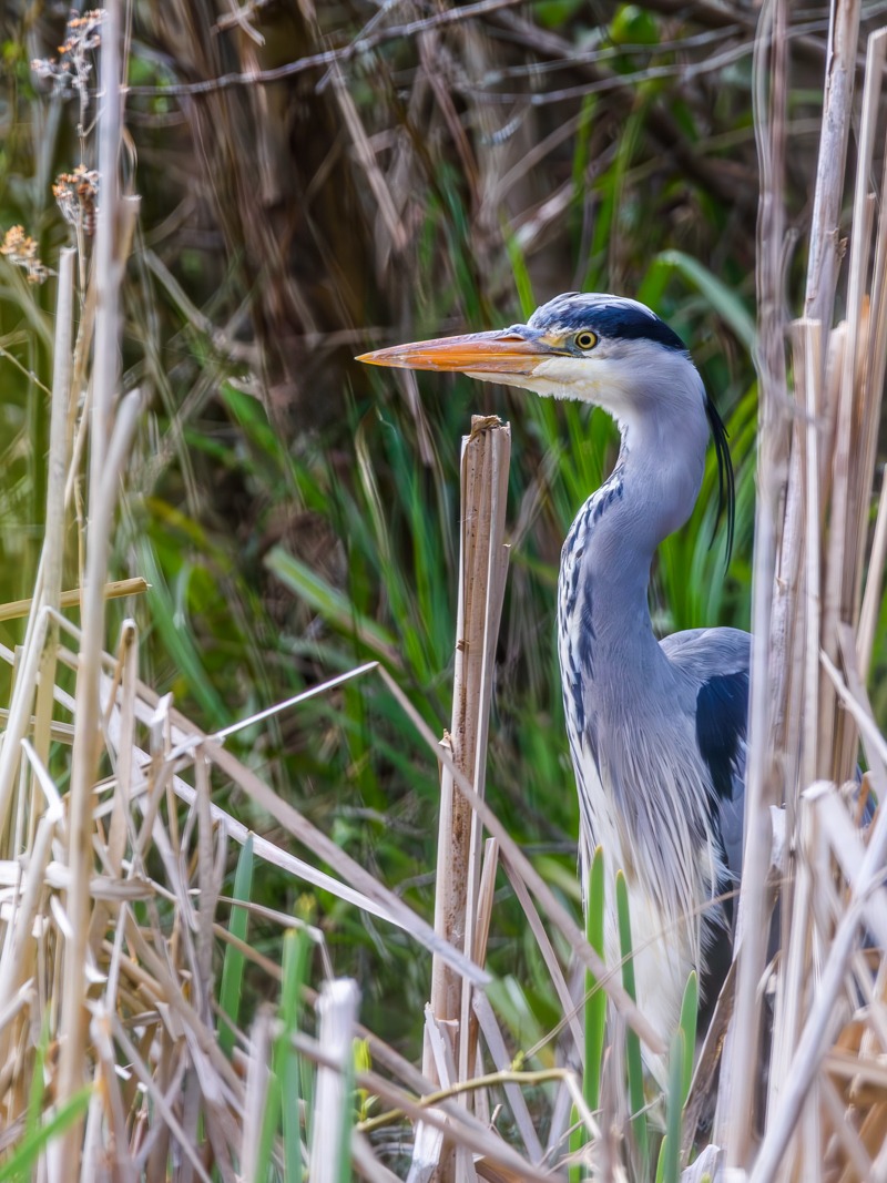 Grey Heron