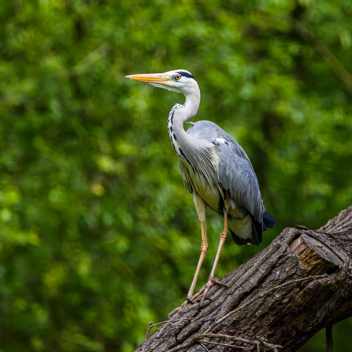 Grey Heron