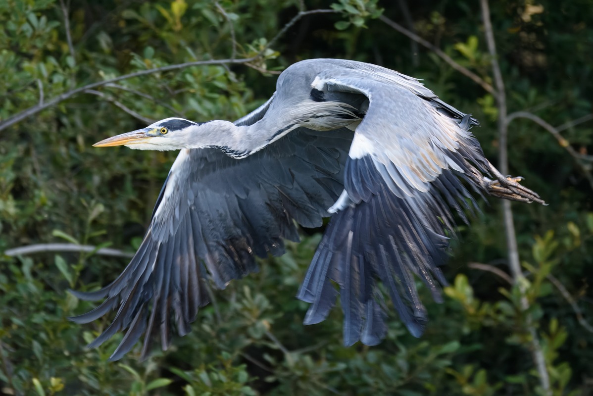 Grey Heron