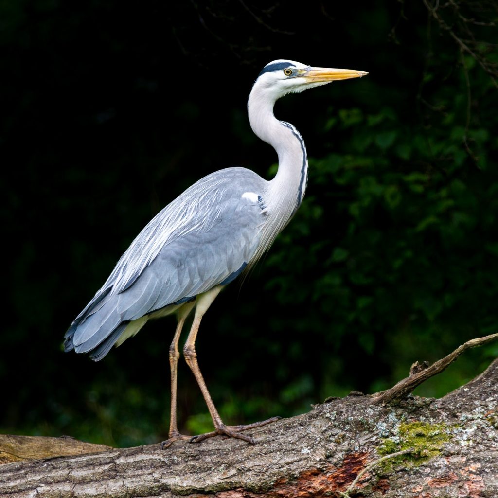 Grey Heron