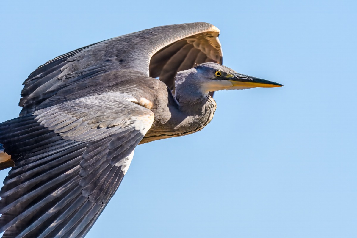 Grey Heron