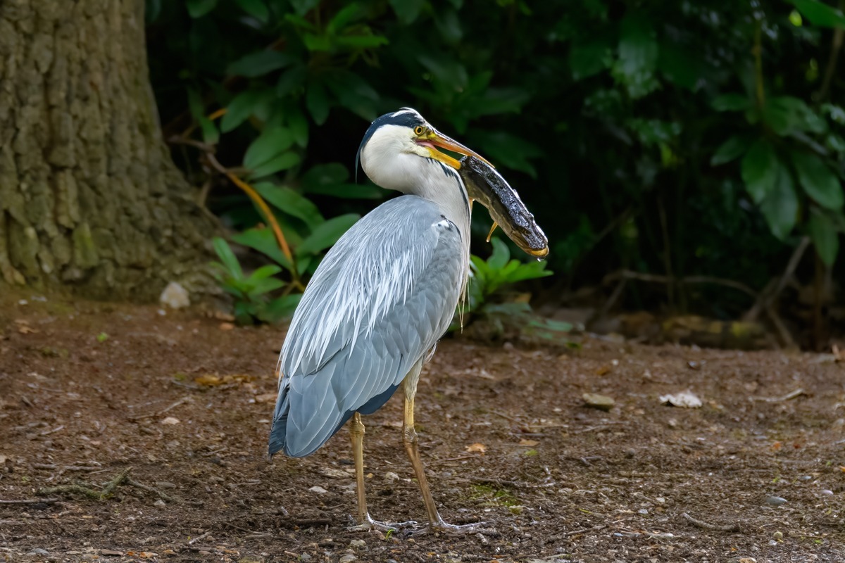 Grey Heron