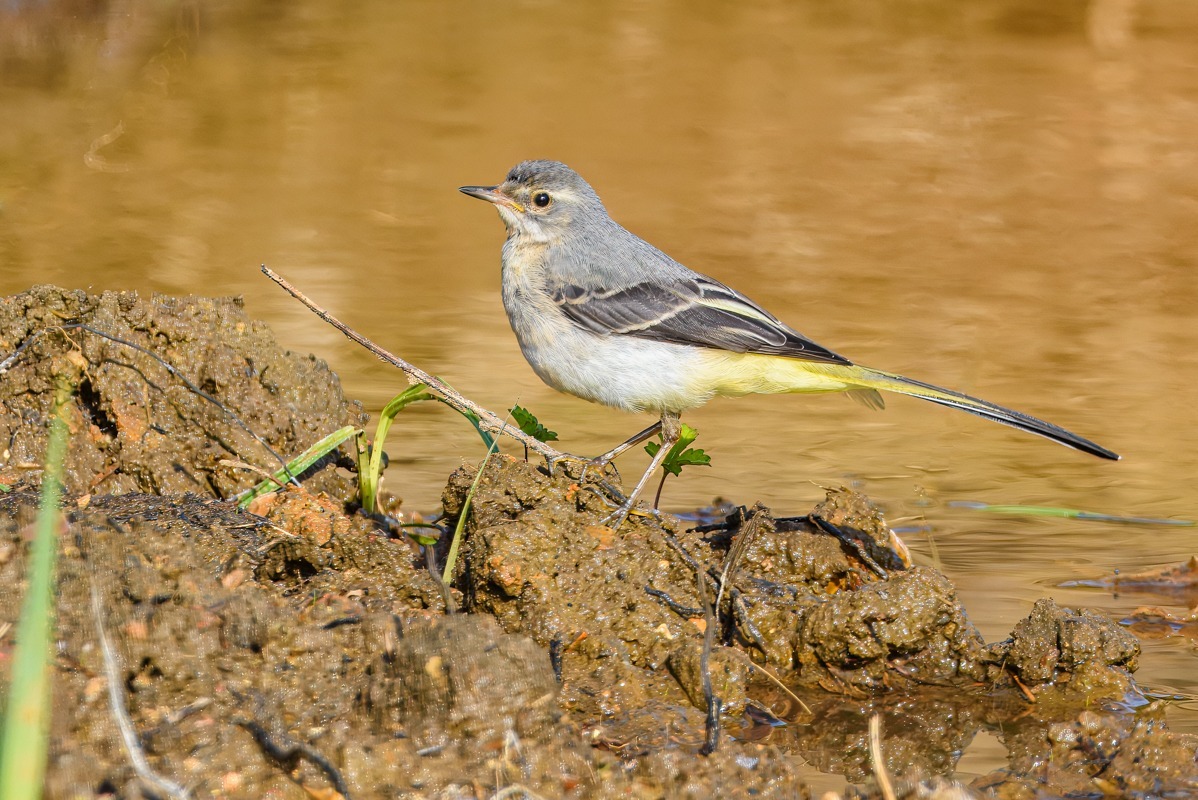 Grey Wagtail