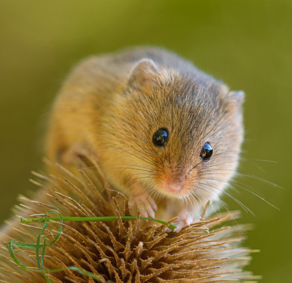 Harvest Mouse