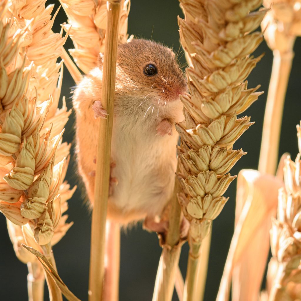 Harvest Mouse