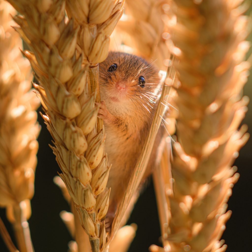 Harvest Mouse