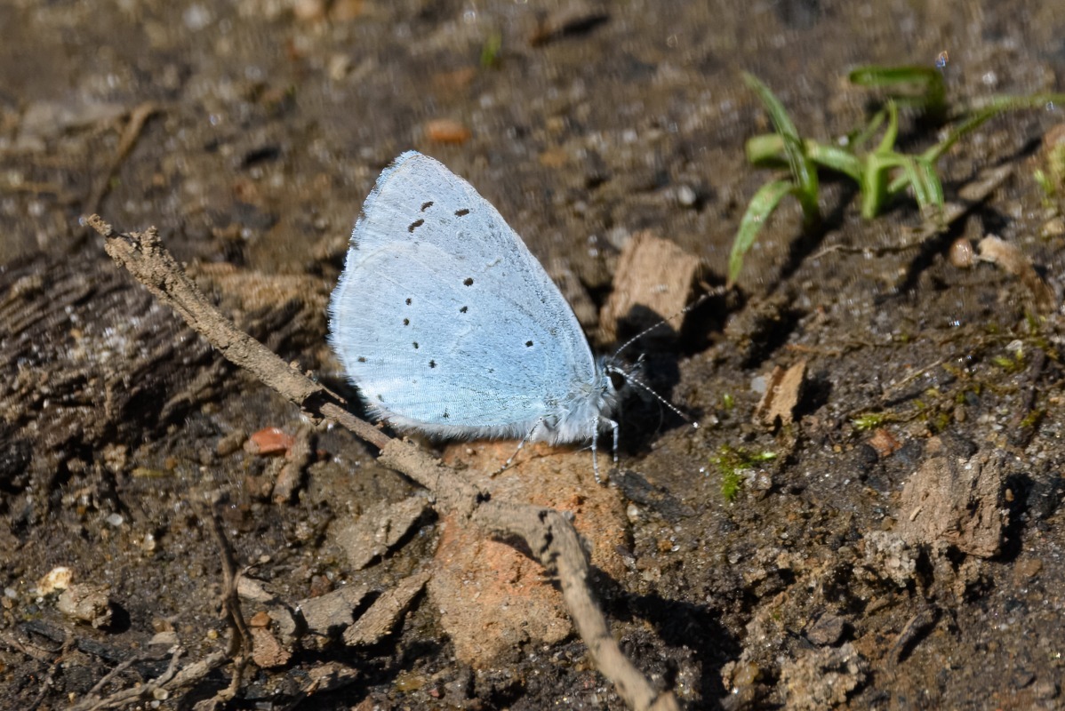 Holly Blue