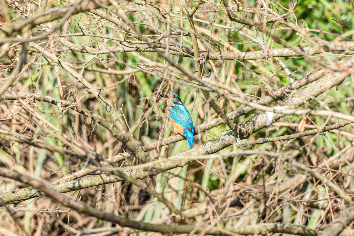 Kingfisher