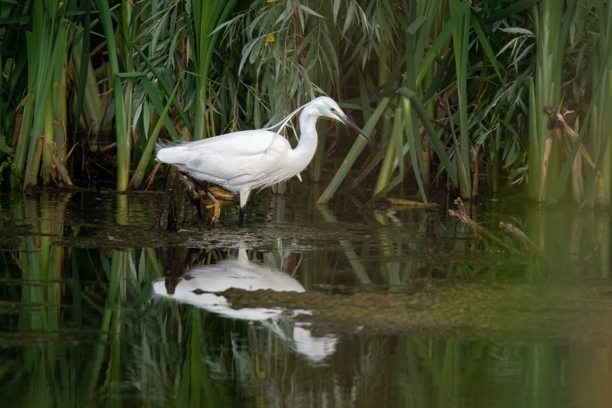 Little Egret