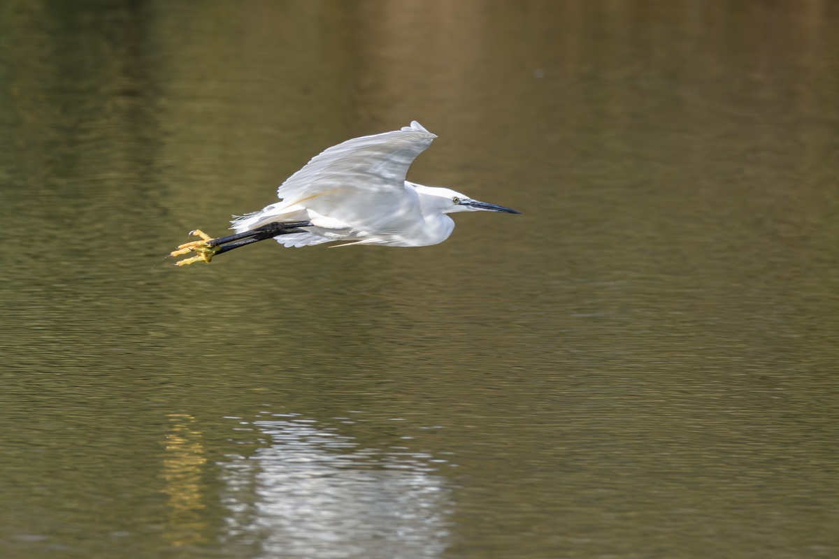 Little Egret