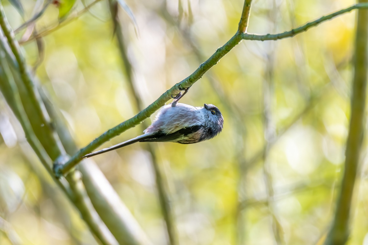 Long Tailed Tit