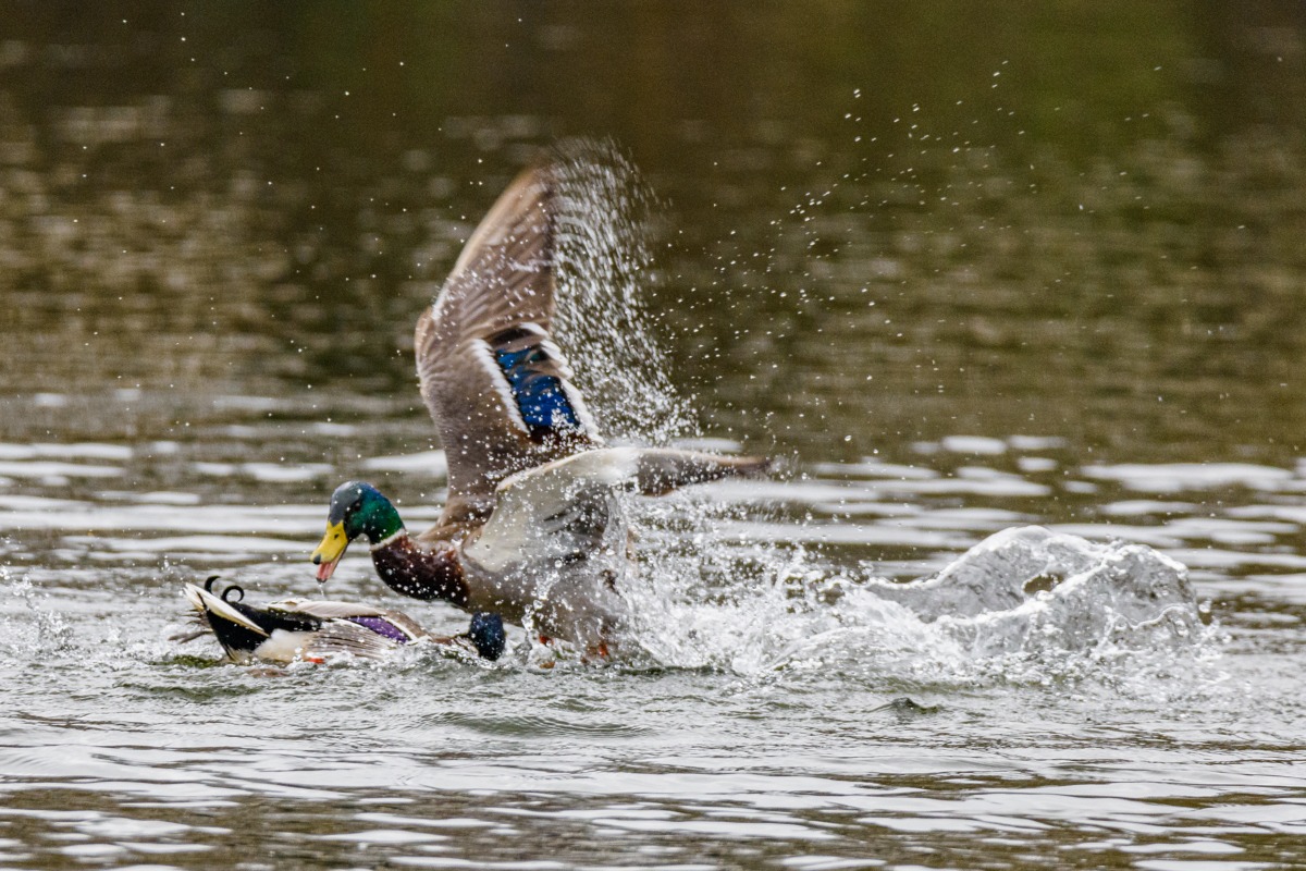 Mallard