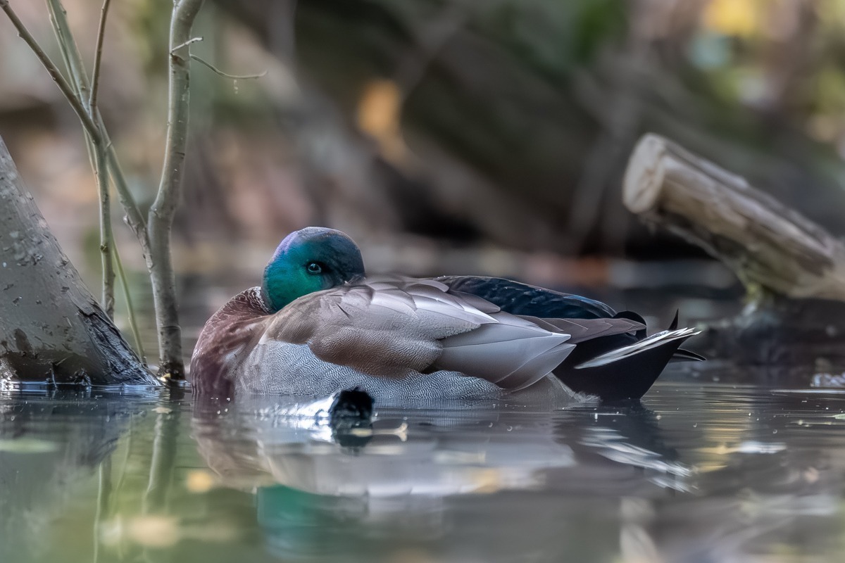 Mallard