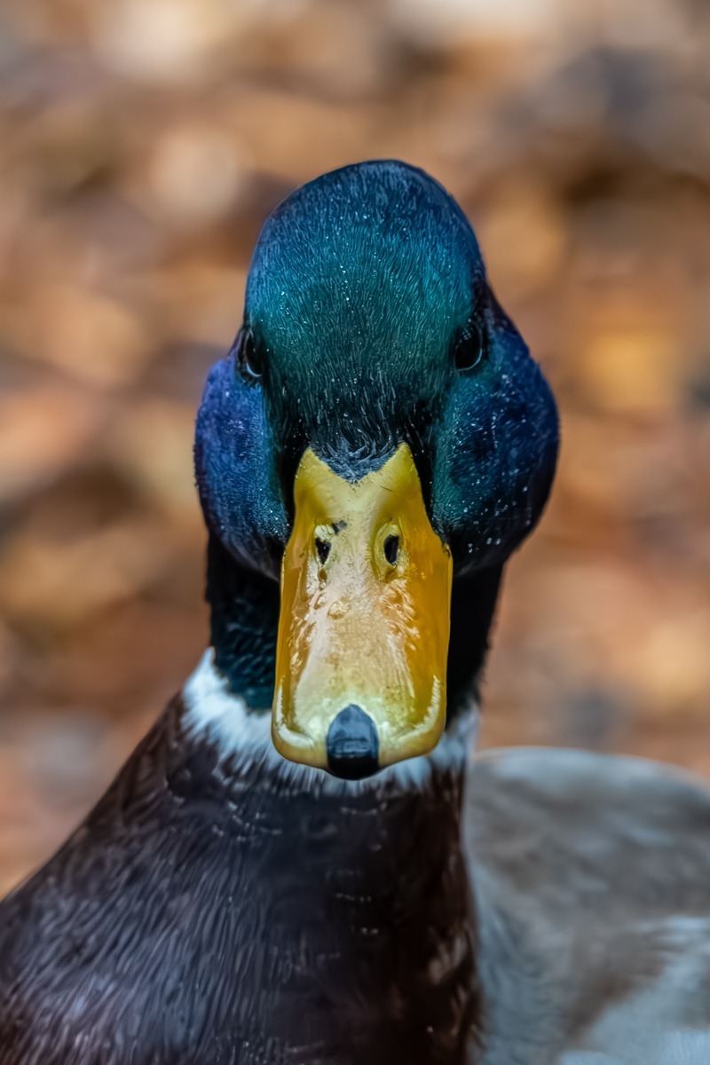 Mallard