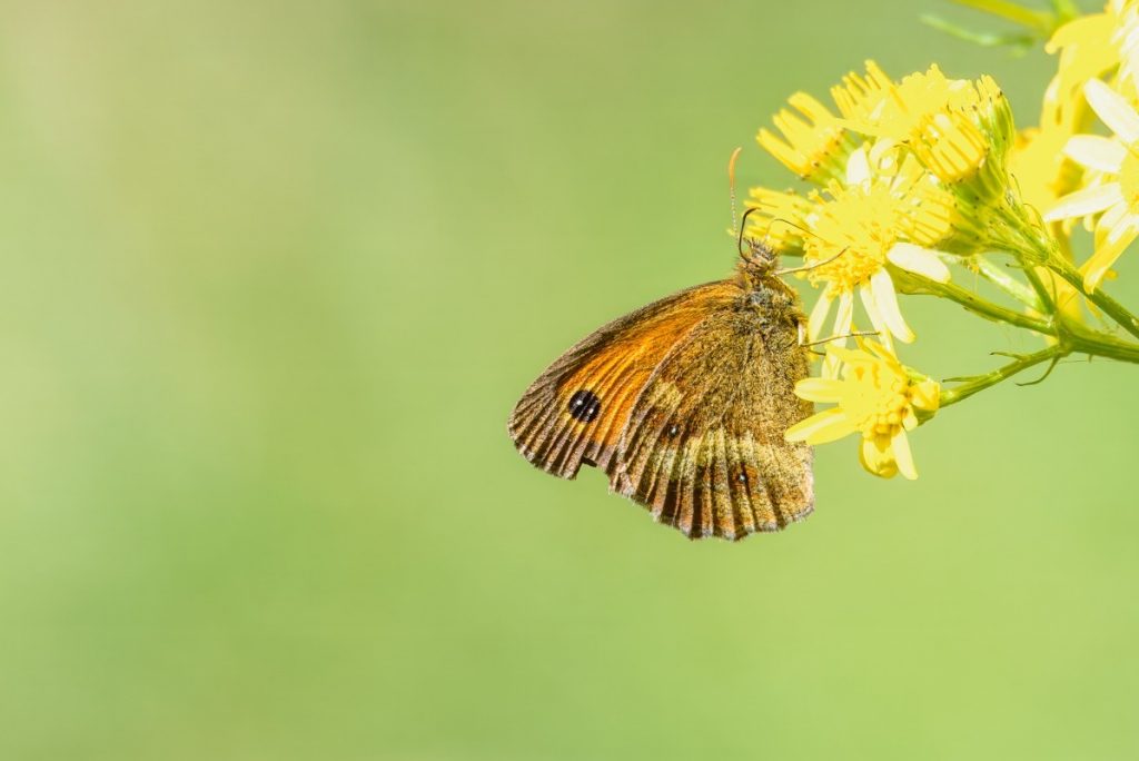Meadow Brown