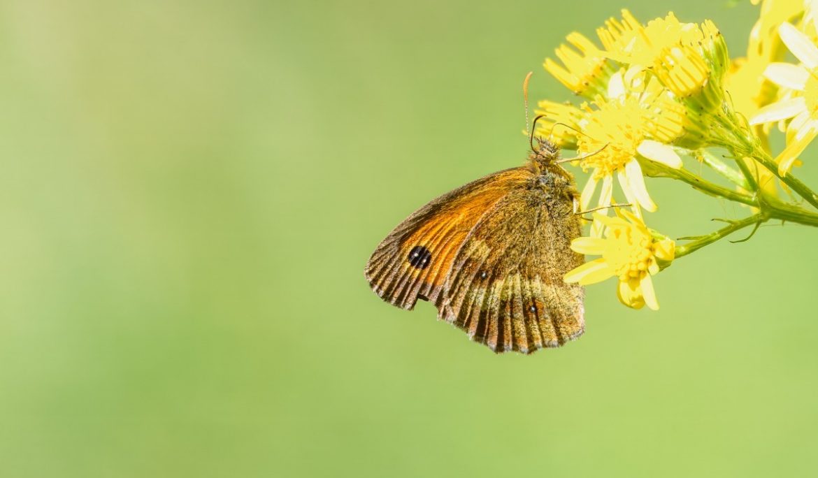 Meadow Brown