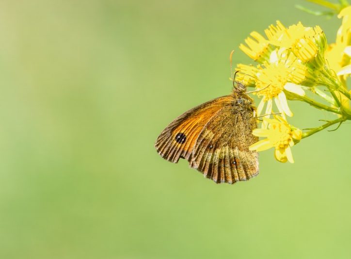 Meadow Brown