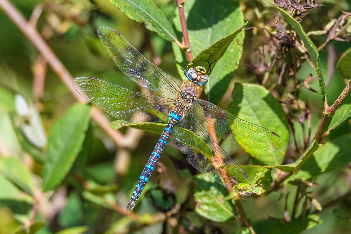 Migrant Hawker