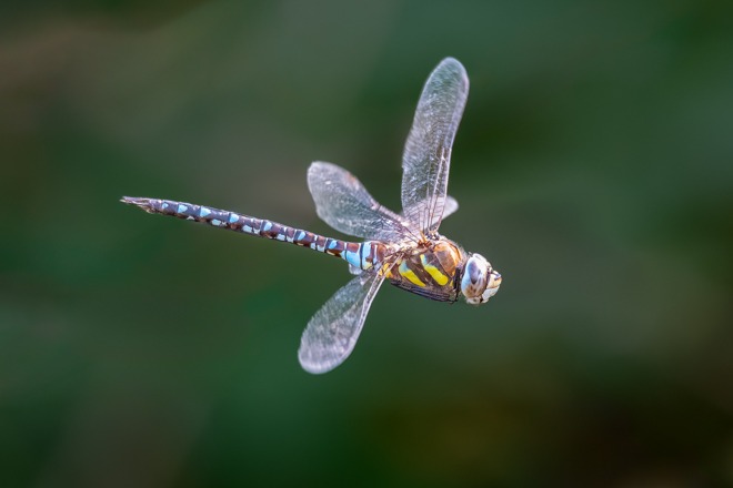 Migrant Hawker
