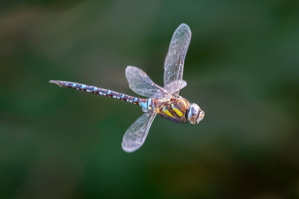Migrant Hawker