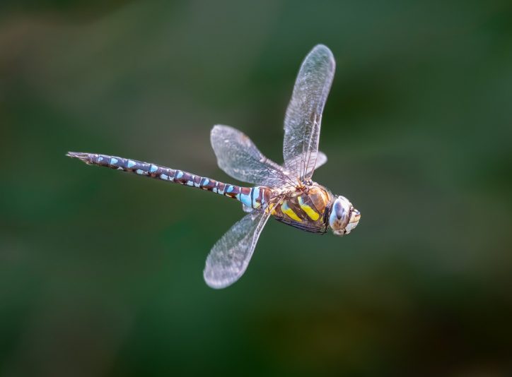 Migrant Hawker