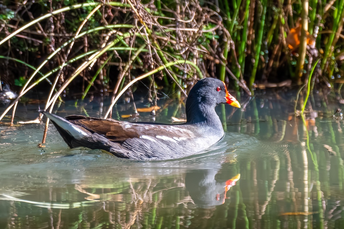 Moorhen