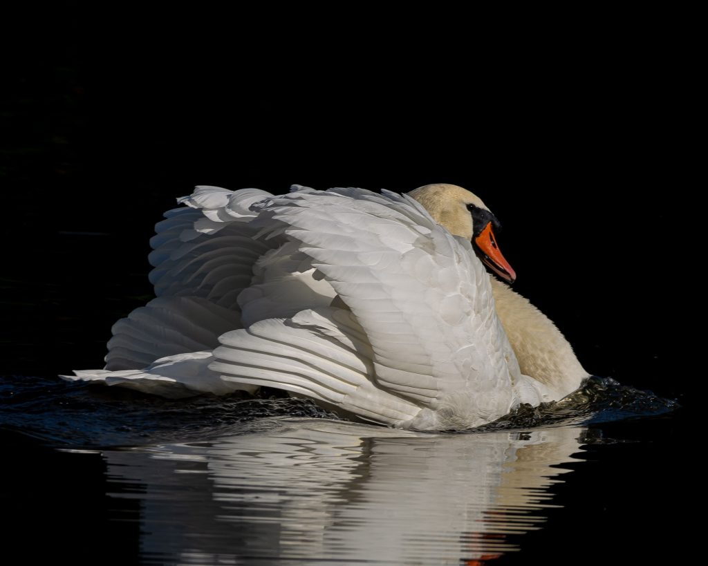 Mute Swan