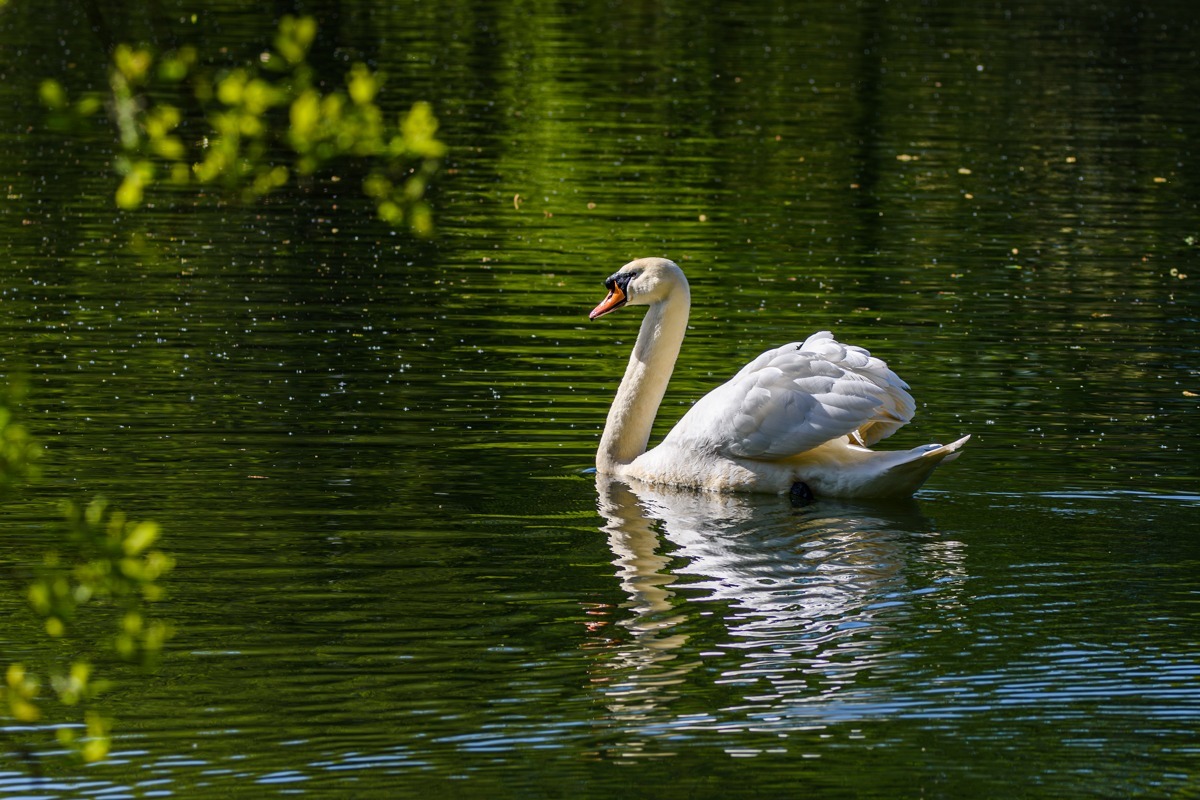 Mute Swan