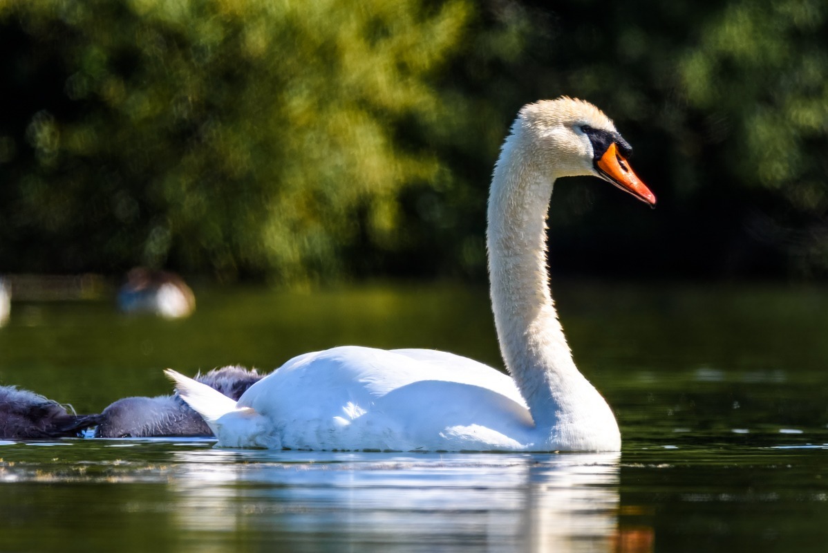 Mute Swan