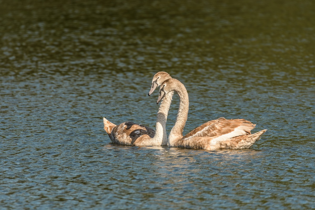 Mute Swan