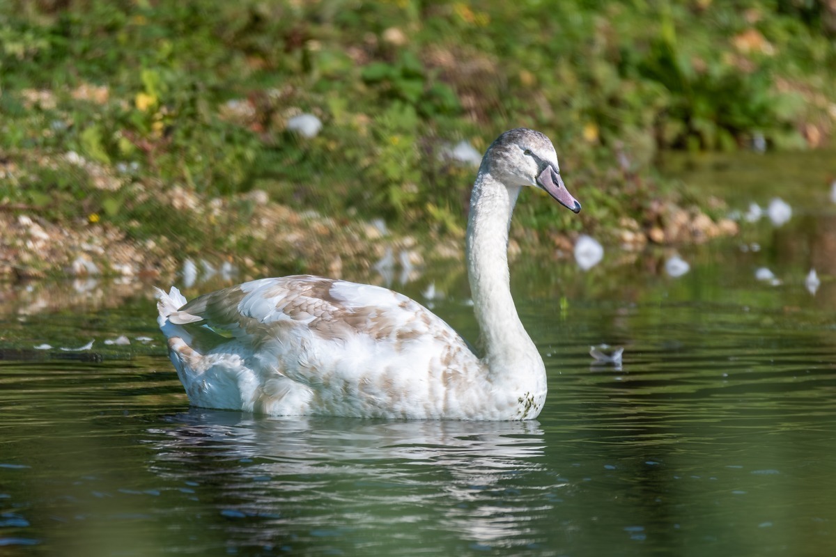 Mute Swan