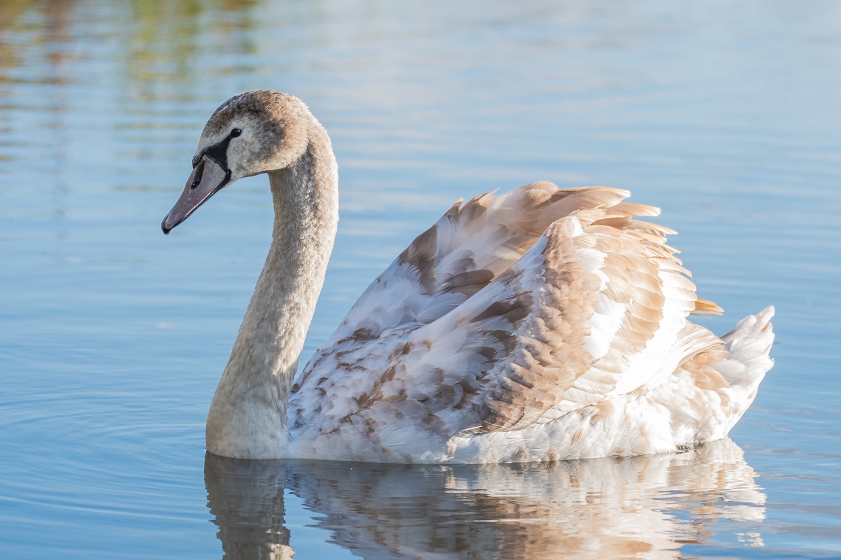 Mute Swan