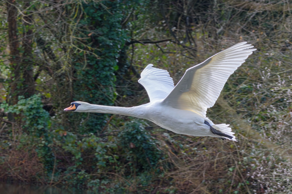 Mute Swan