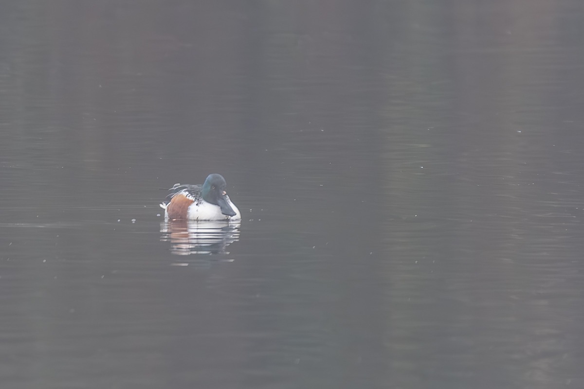 Northern Shoveler