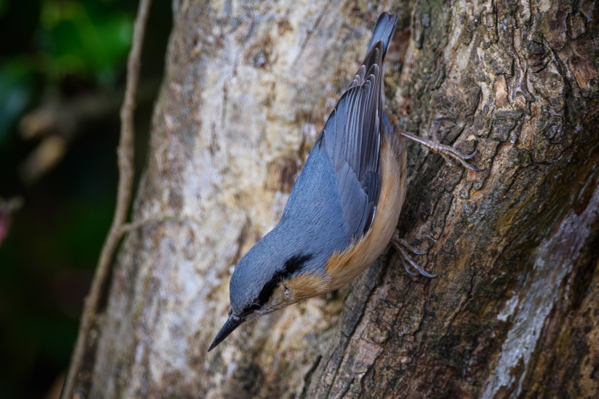 Nuthatch