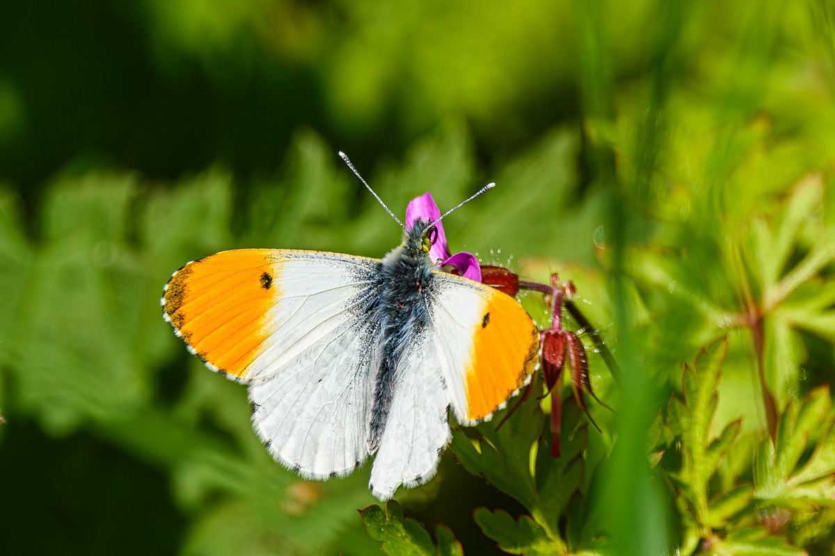 Orange Tip Butterfly
