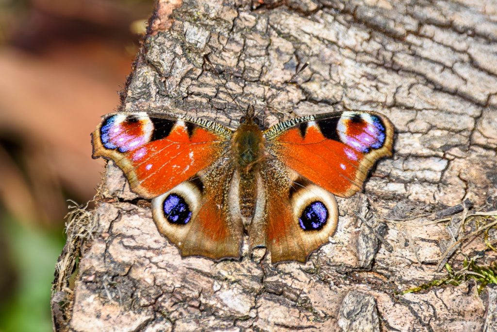 Peacock Butterfly 
