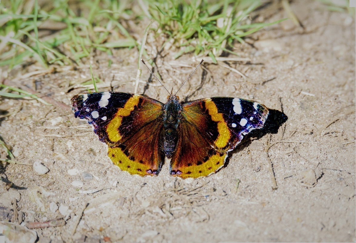 Red Admiral